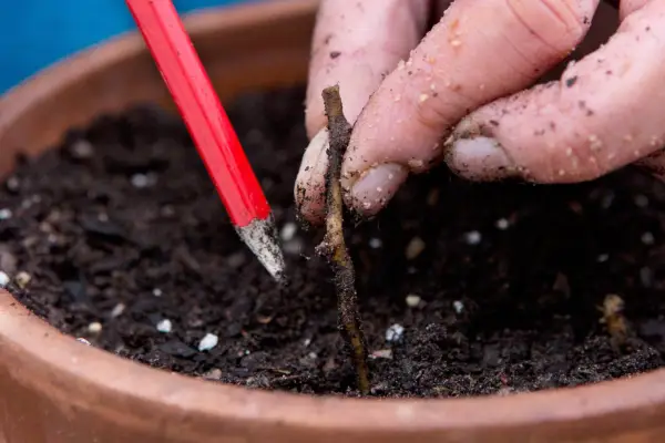 Inserting the cuttings into compost