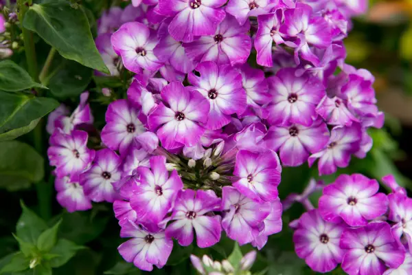 Phlox paniculata 