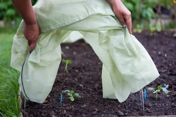 How to harden off plants - covering plants with fleece