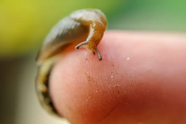 How to harden off plants - protect plants from slugs and snails