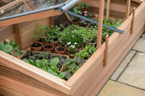 How to harden off plants