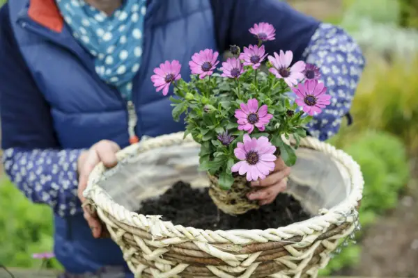Planting up the hanging basket