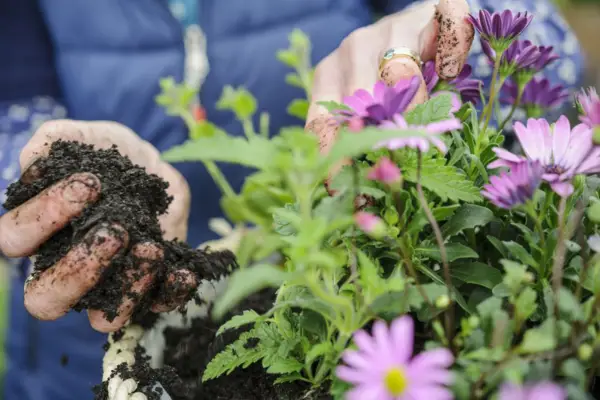 Adding compost around the plants