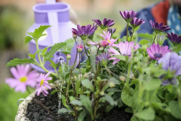 Watering the hanging basket