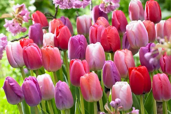 Najlepsze żarówki z Dutchgrown do zakupu