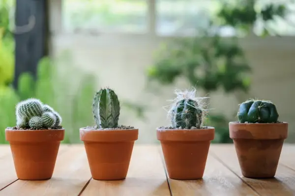 Cactus growing in small terracotta pots