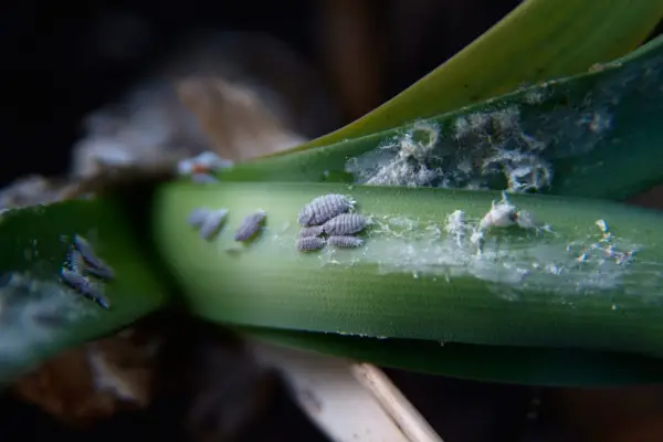 Mealybugs on a leaf