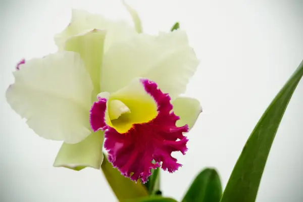 Cattleya 