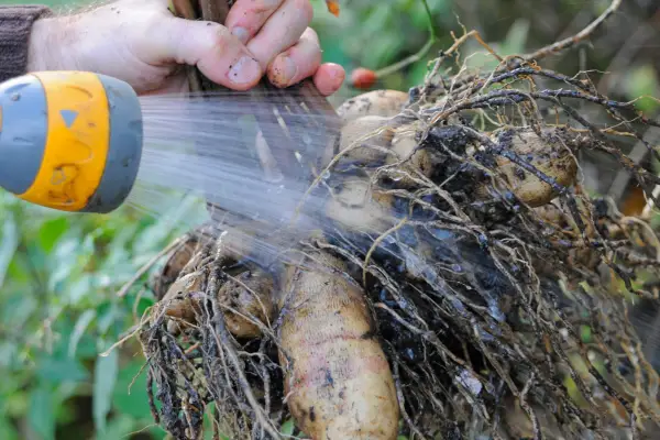 Rinsing soil off dahlia tubers