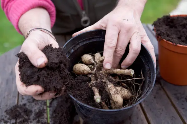 Packing the dahlia tubers in dry compost