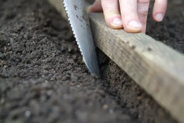 How to plant brassicas - creating a ridge