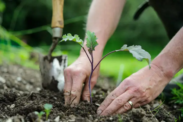 How to plant brassicas - planting the brassicas