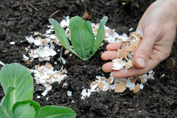 How to plant brassicas - using eggshells to ward off slugs and snails