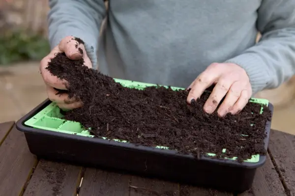How to sow cosmos seeds - filling a seed tray