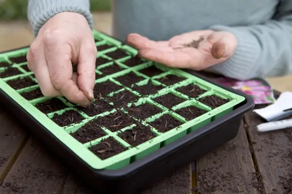 How to sow cosmos seeds - sowing seed