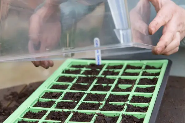 How to sow cosmos seeds - placing in a heated propagator
