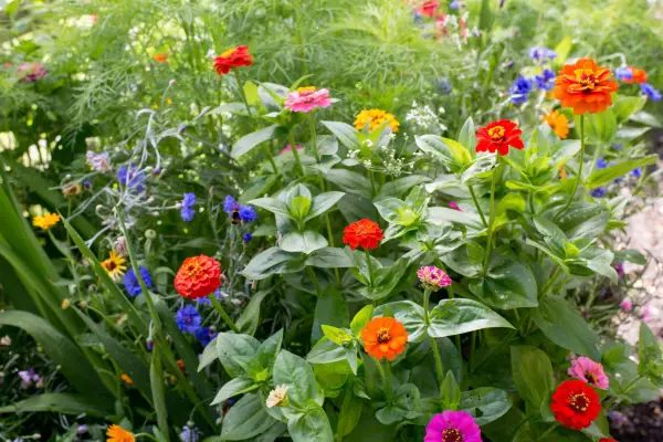 zinnias-and-cornflowers-2