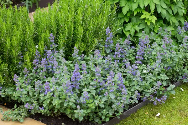 Nepeta at the front of a border