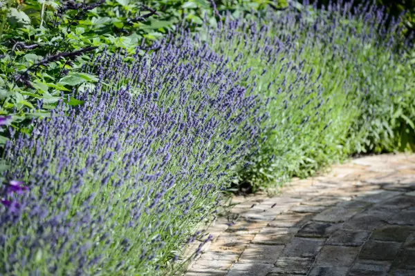 Hedge of lavender 