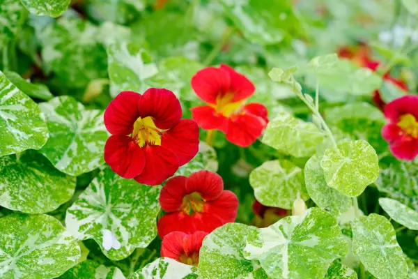 Nasturtium 