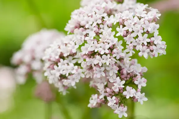 Valerian flowers