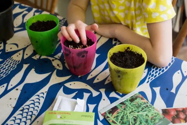 Sowing seeds in pots of compost
