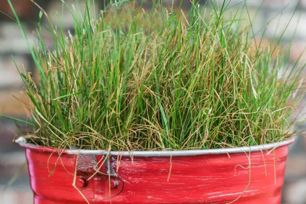 Dense mat of grass gowing in a tin bucket