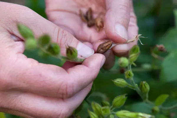 Collecting seeds by hand