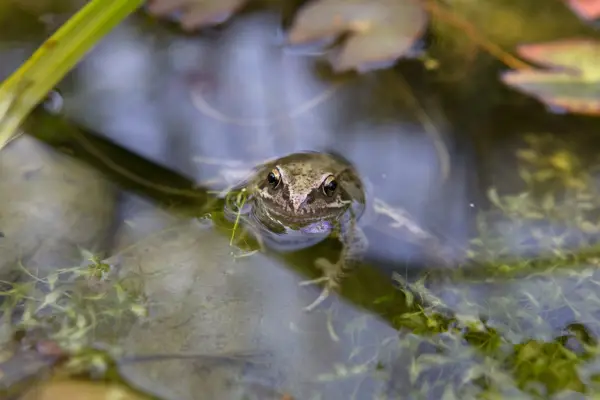 Frog in a pond