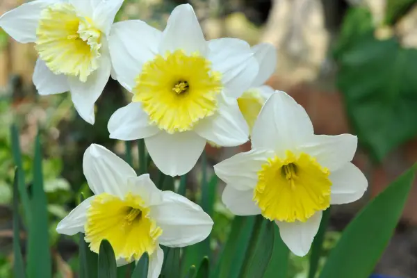 Narcissus 