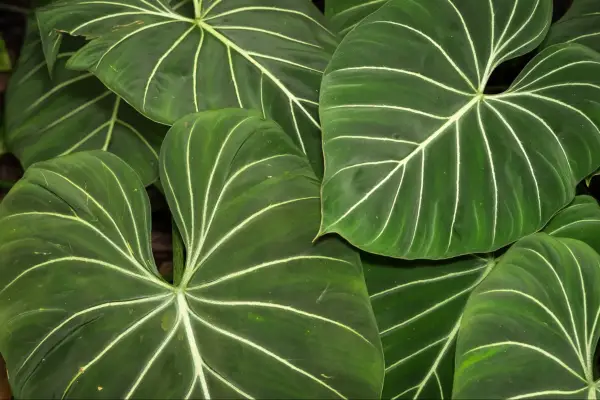 Philodendron gloriosum. Getty Images
