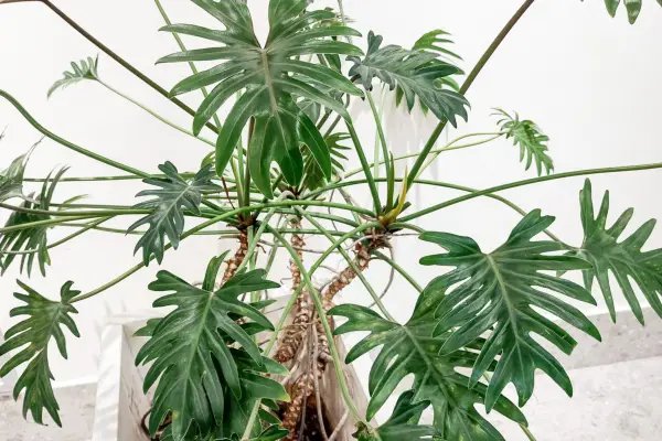 Philodendron bipinnatifidum. Getty Images