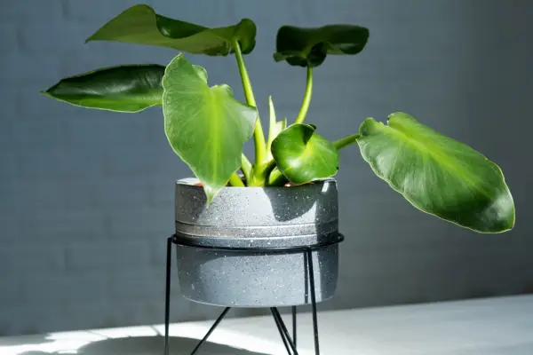 Philodendron rugosum. Getty Images