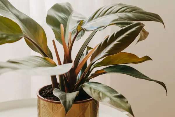 Philodendron 