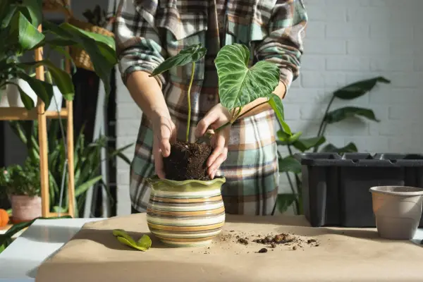 Potting on a Philodendron verrucosum. Getty Images