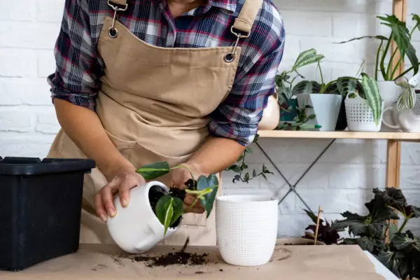 Planting Philodendron scandens into a larger pot. Getty Images