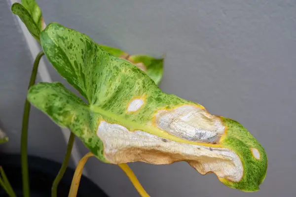 Philodendron with leaf damage. Getty Images