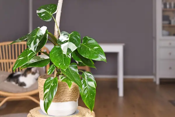 Philodendron 