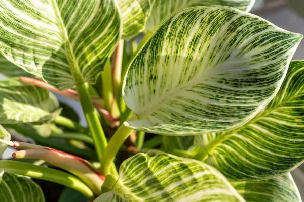 Philodendron 