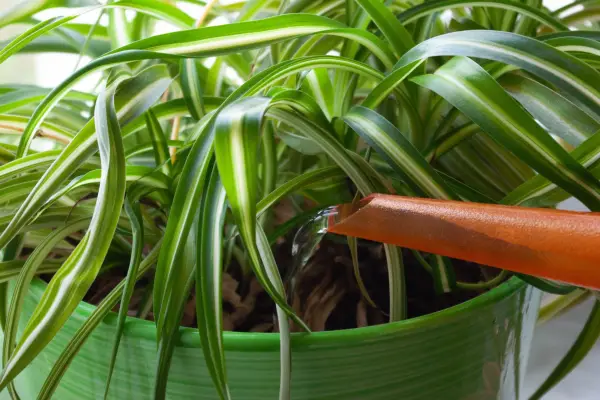 Watering a spider plant. Getty images.
