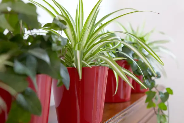 Spider plant on a bright windowsill