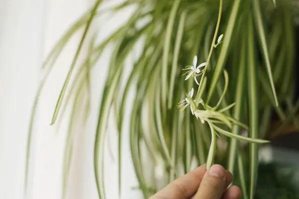 White flowers of spider plant. Getty images.