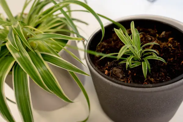 Potting up a spider plant baby until it grows roots. Getty images.