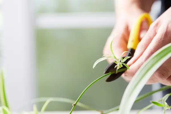 Cutting off a spider plant baby to pot up. Getty images.