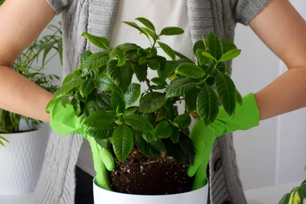 Planting a gardenia. Getty Images