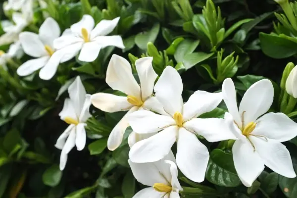 Gardenia jasminoides. Getty Images
