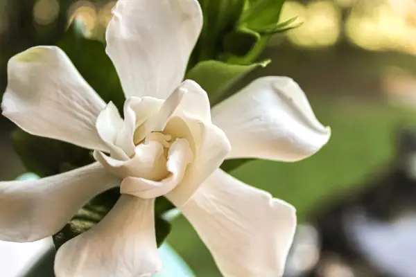 Gardenia flower. Getty Images