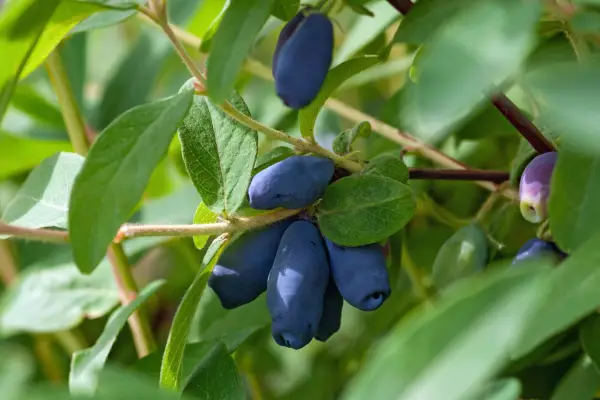 2048x1365-Lonicera-caerulea-GettyImages-1328059887