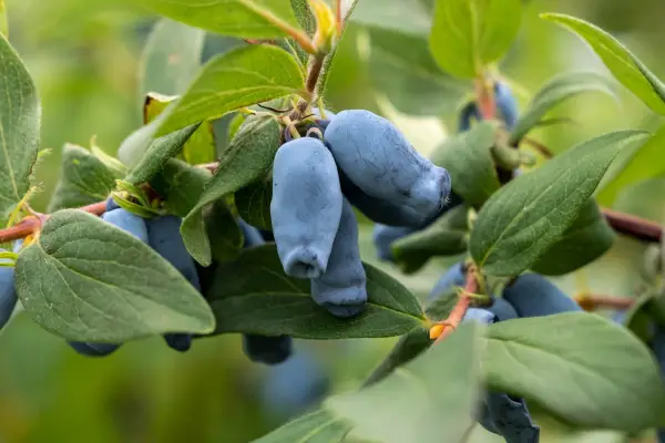 Wie man einen Honigberrybusch züchtet