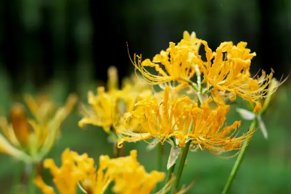 Golden spider lily (Lycoris aurea). Getty Images